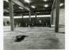 korat044_small.jpg